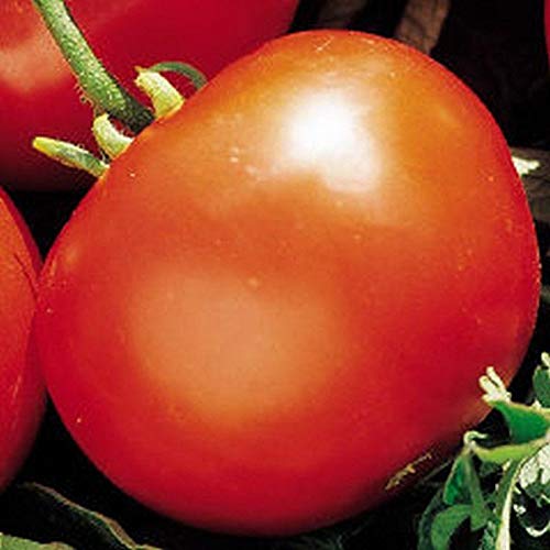 How To Grow Tomatoes (Ultimate Beginners Guide) Homestead Acres