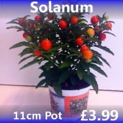 Solanum Winter Cherry Garden Ready Plant 11cm Pot Amazon Co Uk Garden Outdoors