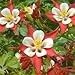 Outsidepride Columbine Crimson Star - 1000 Seeds