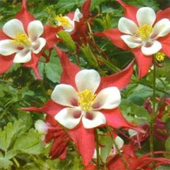 Outsidepride Columbine Crimson Star - 1000 Seeds Outsidepride Columbine Crimson Star - 1000 Seeds