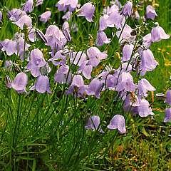 Wild Flower Harebell