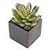 Small Faux Echeveria Succulent in Square Black Ceramic Planter - 4 x 5 Inches - Marmeda Decor Potted Artificial Plant in Black Matte Cube Vase - Global Modern Decor for Home or Office