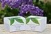 Dr Lisa Benest Skin Care 20% Glycolic Alpha Hydroxy Acid Anti Aging Day Night Alpha Lipoic DMAE Green Tea Peptide Ferulic Face Cream 1.75 Ounce
