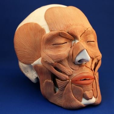 Photo 1 of Wellden Medical Anatomical Skull with Facial Musculature Model