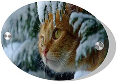 Rod Whitehead Snow Kitty Animals Home Sign Wood Board Signs Decor Easy Hanging Family Decoration for Home, Door, Mantle, Wall, Table, Porch, Office, Clinic, Law Firm, Hotel 5.5 x 7.5 inch