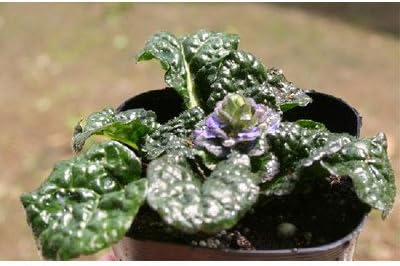 Amazon Co Jp アジュガ モコラ 花苗 ホーム キッチン