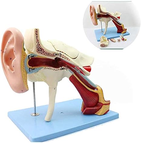 Amazon Co Jp 耳の構造を拡大するモデル作成モデル 人間の耳 8つのコンポーネント 文字の58部の合計 ホーム キッチン
