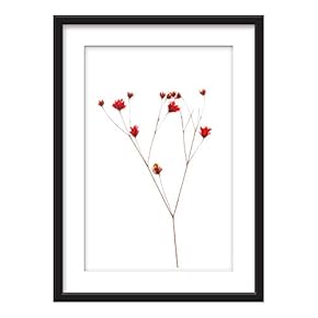 Framed Wall Art - Plant Specimen Red Flowers - Giclee Printed Art in Black Picture Frames White Matting - 23x31 inches