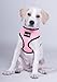 Comfort Control Dog Walking Harness, Support Mesh Padded Vest, Accessory, Collar, Lightweight, No More Pulling, Tugging or Choking, for Puppies, Small Dogs (Blue, Medium), by Downtown Pet Supply