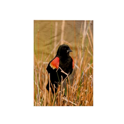 3D Rose TWL_206411_1 Blackbird Singing in Wetland Marion Illinois USA., 15" x 2…