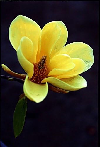 magnolia acuminata gelbe blume seltene tropische pflanze baum samen 5 amazon de garten