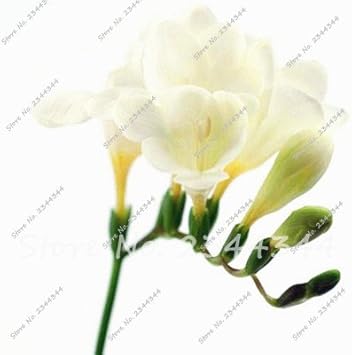 Amazon 17 熱い販売 50個フリージア種子屋内鉢植えの花の蘭の花 花種子フリージアの根茎の生存率は高いです それは電球ではありません 花