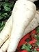 Seeds Root Parsley Berliniya - Berlin Organic Heirloom Herb Seed