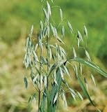 The Dirty Gardener Organic Avena Sativa Common Oats Cover Crop Seeds, 1 Pound