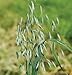 The Dirty Gardener Organic Avena Sativa Common Oats Cover Crop Seeds, 1 Pound
