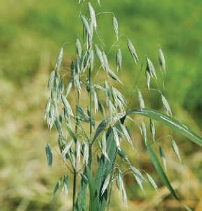 The Dirty Gardener Organic Avena Sativa Common Oats Cover Crop Seeds, 1 Pound