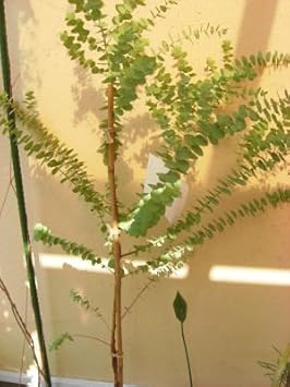 Amazon ユーカリ アップルボックス 7寸苗木 花