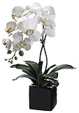 Allstate Floral 20-Inch Artificial Phalaenopsis Orchid Plant in Ceramic Pot (White Cream)