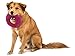 West Paw Zogoflex Air Dash Dog Frisbee – Floatable Flying Disc Pet Toys – High-Flying Aerodynamic Disc for Dogs – Lightweight Chew Puppy Toy for Fetch, Catch, 8” Round, Dandelion