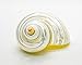 Hermit Crab Shells | Turbo Shells | Mother-of-Pearl Turbo Shell 1.75