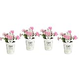 Proven Winners SUPPRW4007524 Petunia Supertunia Vista Bubblegum, Live Plant, 4-pack 4.25 in. Grande, Pink Flowers