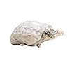 thumbnail image 2 of Cow Eye Dissection Kit With Specimen - Complete Anatomy Lab Set For Biology Students 2 of 14