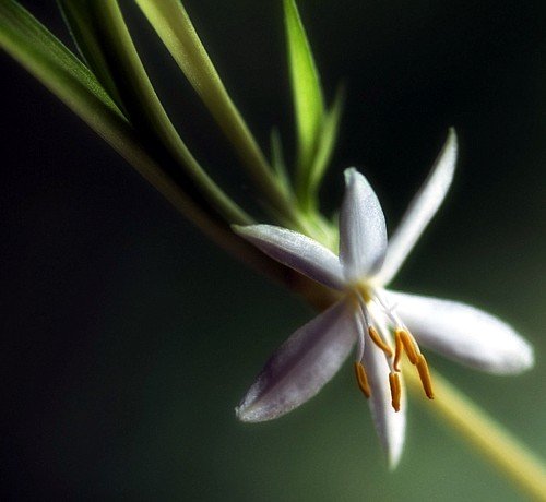 Hirt's Reverse Variegated Spider Plant - Easy to Grow - Cleans The Air - 4" Pot