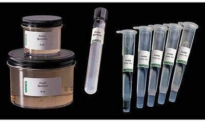 470199-682 - P. multimicronucleatum (Small) - Live Paramecium multimicronucleatum Culture - Each
