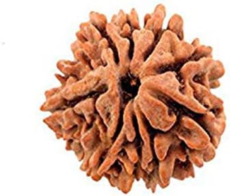 9 Mukhi (Nine Faced) Rudraksha Original & Certified