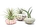 Air Plant Sea Urchin Kit (9 Variety Pack) - Natural Shell Containers / Holders for Live Tillandsia - Multicolor Stand / Jellyfish Pot for Indoor Home Decor by Aquatic Arts