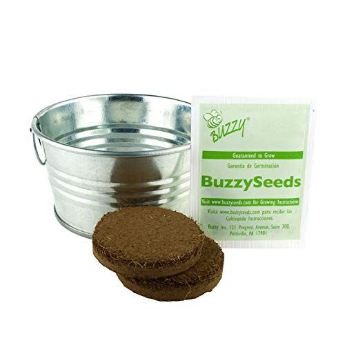 BUZZY Mini Basin Seed Grow Kit Cactus Garden Painted Garden