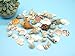 Sea Shells Mixed Ocean Beach Seashells-(8.5oz) 1