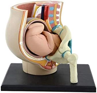 人間の女性の骨盤セクション妊娠解剖モデル9ヶ月乳児胎児モデル実物大