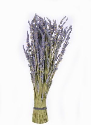 8" Dried Grosso Field Cut Lavender Bunch