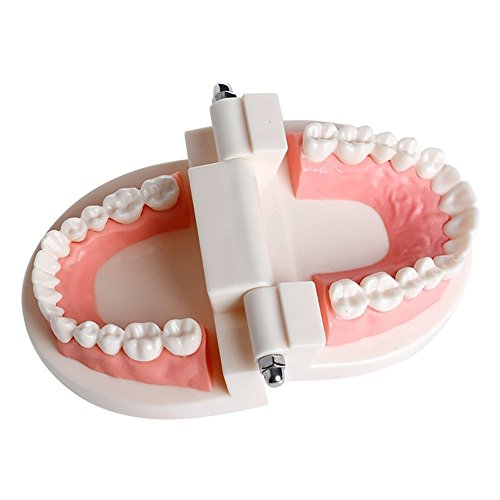 Dentures Dental teeth teaching model Adult Gums Standard Demonstration Tool for Kindergarten Brushing Teaching By Brigedental - Thumbnail 2