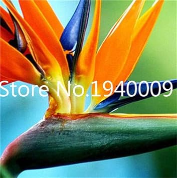 AGROBITS Saat: Verkauf! 100 StÃ¼ck Seltene Zimmerpflanzen Strelitzia Reginae flores Hybrid-Paradies plantas Plant Bonsai-Anla