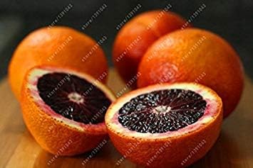 Vistaric 20 Orange Seeds Blood Orange Mandarin Tree NO-GMO Rare Fruit Tree Seeds for Home Garden Planting