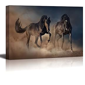 Two Black Stallion Horse Run in Desert Dust...