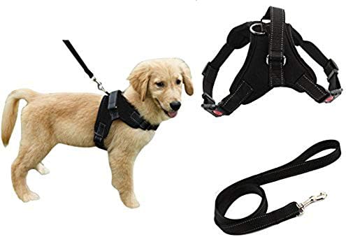 adjustable dog leads