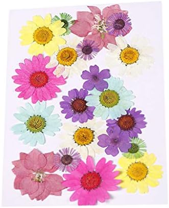 Chiwanji 押し花セット 乾燥花 ドライフラワー しおり ハンドメイド アルバム ネイルアート 装飾 全5種類 混合色35ピース 個 B07ztqtrrf 730円