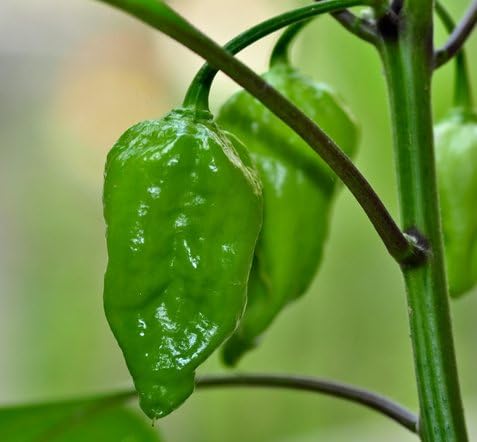 Huerto Urbano KIT Cultivar Hortalizas en Casa – Mesas Cultivo ...