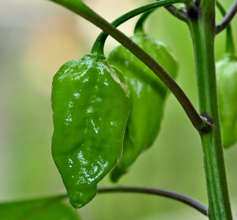 Huerto Urbano KIT Cultivar Hortalizas en Casa – Mesas Cultivo ...