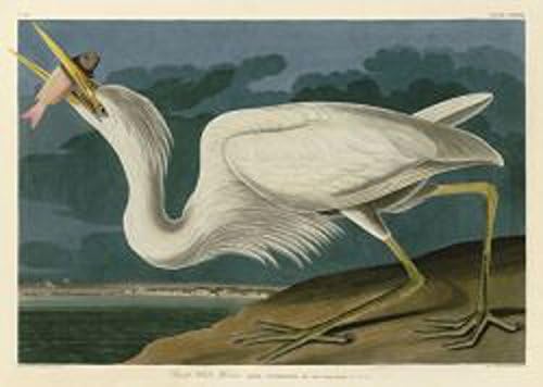 Great White Heron John James Audubon Wildlife Bird Nature Print Poster 11x14