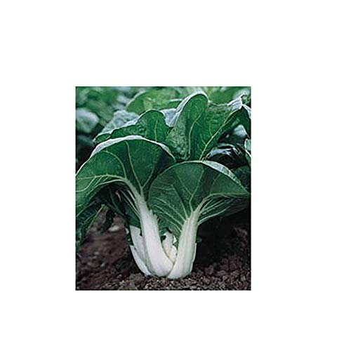 Tcplyn Premium Quality Bok Choy Pak Choi 200 Seeds -Easy Grow