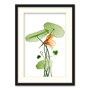 Black Framed Canvas Wall Art Nordic Style Plant Home Artwork Decoration for Living Room, Bedroom - 23x31 inches