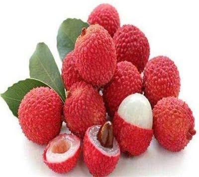 TOMHY 5 Piezas Litchi Maceta Gigante Lichi Cultivar un huerto ...