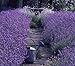Zziggysgal Beautiful Lavender Filled Sachets - Freshly harvested and Dried - 12 Pack