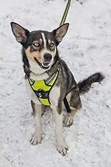 Truelove Dog Harness No-pull Reflective Neon Yellow Size S TLH5651 view 7