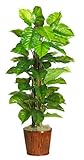 Nearly Natural 6594-05 Large Leaf Philodendron Decorative Silk Plant, 63-Inch, Green