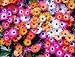 *Seeds and Things 500+ Mixed Colors ICE Plant Flower Seeds (Mesembryanthemum Daisy / Livingstone Daisy) Dorotheanthus Bellidiformis